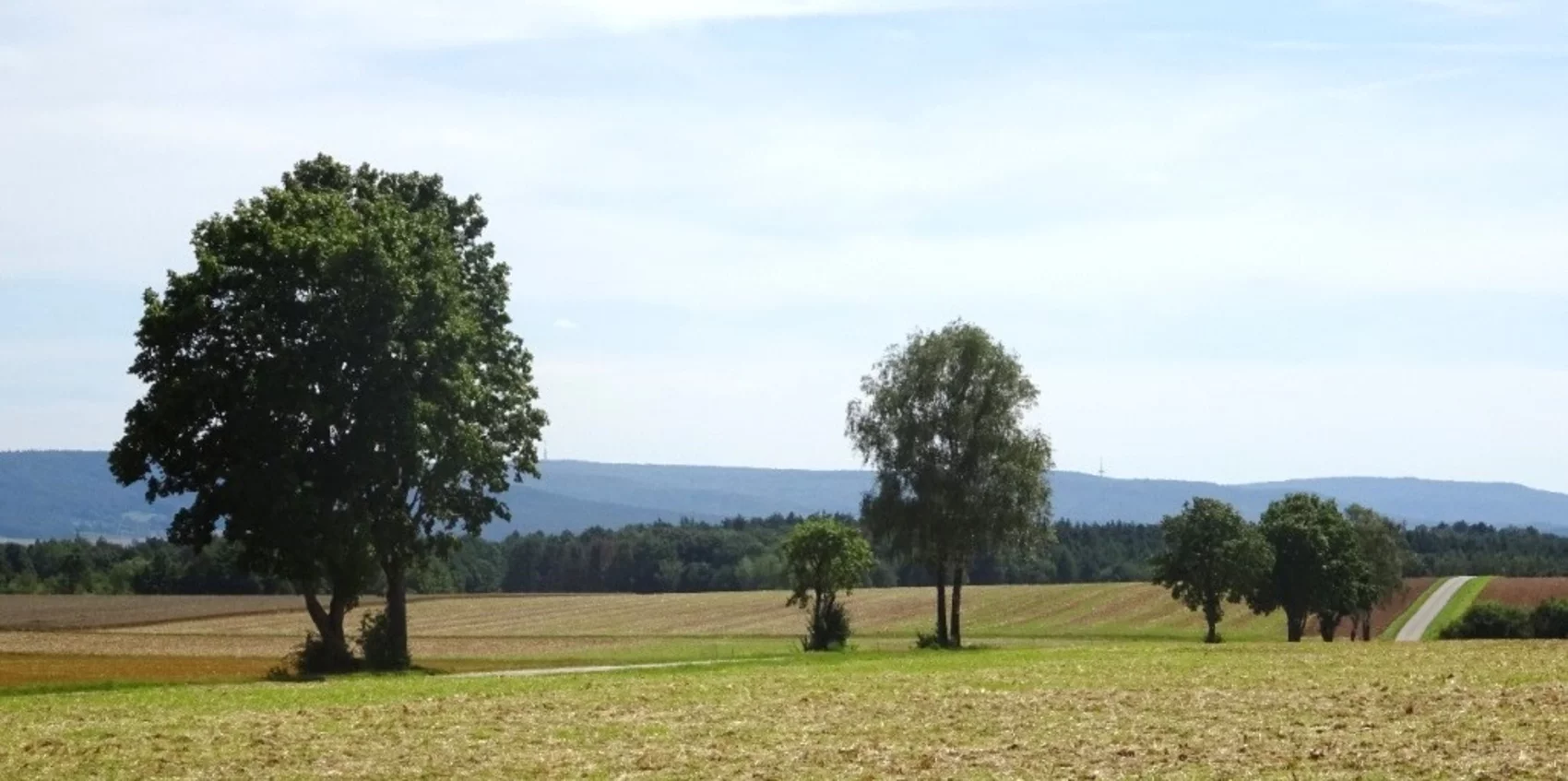 Baumporträt 3.3: Baumzwillinge bei Sassendorf